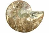 Cut & Polished Ammonite Fossil (Half) - Madagascar #208644-1